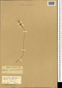 Aegilops cylindrica Host, Caucasus, Dagestan (K2) (Russia)