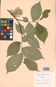Ulmus glabra, Eastern Europe, Moscow region (E4a) (Russia)
