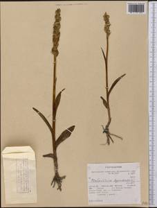 Platanthera hyperborea (L.) Lindl., America (AMER) (United States)