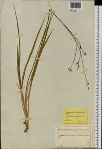 Anthericum ramosum L., Eastern Europe, Central forest-and-steppe region (E6) (Russia)