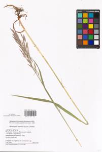 Bromus inermis Leyss., Eastern Europe, Central region (E4) (Russia)