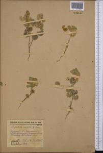 Medicago radiata L., Middle Asia, Syr-Darian deserts & Kyzylkum (M7) (Tajikistan)