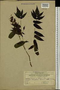 Sorbaria sorbifolia (L.) A. Braun, Siberia, Chukotka & Kamchatka (S7) (Russia)