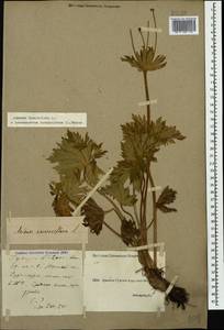 Anemonastrum narcissiflorum subsp. fasciculatum (L.) Raus, Caucasus, Georgia (K4) (Georgia)