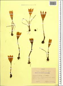 Crocus scharojanii Rupr., Caucasus, Krasnodar Krai & Adygea (K1a) (Russia)