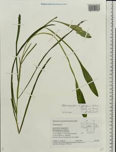 Potamogeton × sparganiifolius Laest. ex Fr., Eastern Europe, Central region (E4) (Russia)