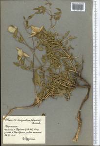 Clematis tangutica (Maxim.) Korsh., Middle Asia, Northern & Central Tian Shan (M4) (Kyrgyzstan)