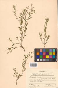 Polygala sibirica L., Siberia, Russian Far East (S6) (Russia)