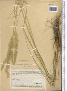 Calamagrostis epigejos (L.) Roth, Middle Asia, Muyunkumy, Balkhash & Betpak-Dala (M9) (Kazakhstan)