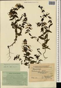 Rhynchocorys orientalis (L.) Benth., Caucasus, Dagestan (K2) (Russia)