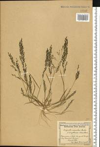 Eragrostis minor Host, Eastern Europe, North Ukrainian region (E11) (Ukraine)