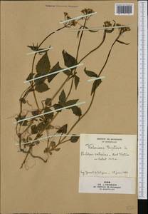 Valeriana tripteris L., Western Europe (EUR) (France)