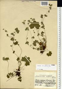 Alchemilla turuchanica Juz., Siberia, Central Siberia (S3) (Russia)