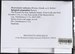 Pleuroziopsis ruthenica (Weinm.) Kindb. ex E. Britton, Bryophytes, Bryophytes - Russian Far East (excl. Chukotka & Kamchatka) (B20) (Russia)