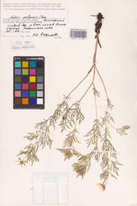 Adonis volgensis DC., Eastern Europe, Lower Volga region (E9) (Russia)