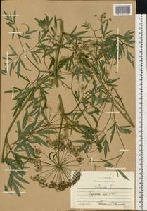 Cicuta virosa L., Eastern Europe, Central region (E4) (Russia)