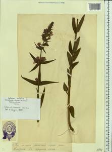Lythrum salicaria L., Eastern Europe, Estonia (E2c) (Estonia)
