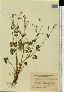 Ranunculus sardous Crantz, Eastern Europe, Moldova (E13a) (Moldova)
