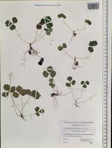 Coptis trifolia (L.) Salisb., Siberia, Russian Far East (S6) (Russia)