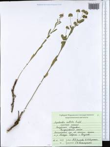 Euphorbia microcarpa (Prokh.) Krylov, Eastern Europe, Middle Volga region (E8) (Russia)