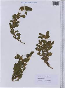 Tripodion tetraphyllum (L.)Fourr., Western Europe (EUR) (Greece)