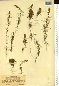 Artemisia palustris L., Siberia, Altai & Sayany Mountains (S2) (Russia)