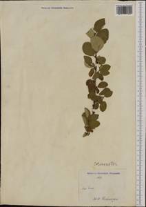 Cotoneaster, Western Europe (EUR) (Italy)