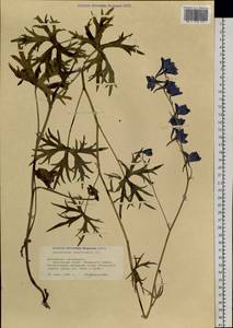 Delphinium laxiflorum DC., Siberia, Altai & Sayany Mountains (S2) (Russia)
