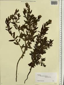 Lithospermum officinale L., Eastern Europe, South Ukrainian region (E12) (Ukraine)