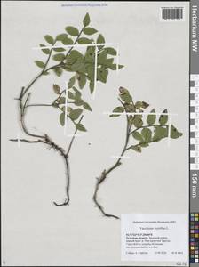 Vaccinium myrtillus L., Eastern Europe, Central region (E4) (Russia)