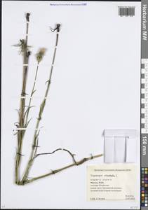 Tragopogon orientalis L., Eastern Europe, Moscow region (E4a) (Russia)