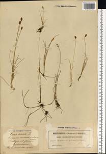Carex dioica L., Eastern Europe, Latvia (E2b) (Latvia)