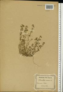 Scleranthus annuus L., Eastern Europe, North Ukrainian region (E11) (Ukraine)