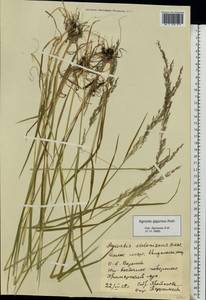 Agrostis gigantea Roth, Eastern Europe, Northern region (E1) (Russia)