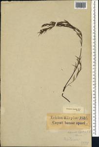 Coleonema virgatum (Schltdl.) Eckl. & Zeyh., Africa (AFR) (South Africa)