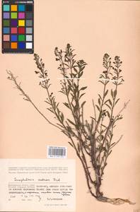 MHA 0 159 545, Scrophularia cretacea Fisch., Eastern Europe, Lower Volga region (E9) (Russia)