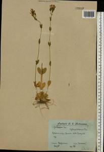 Centaurium erythraea Rafn, Eastern Europe, Central forest region (E5) (Russia)