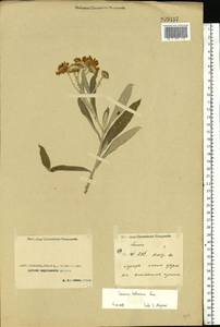 Jacobaea paludosa subsp. lanata (Holub) B. Nord., Middle Asia, Caspian Ustyurt & Northern Aralia (M8) (Kazakhstan)