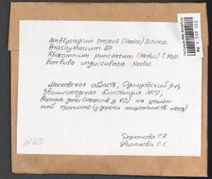 Barbula unguiculata Hedw., Bryophytes, Bryophytes - Moscow City & Moscow Oblast (B6a) (Russia)