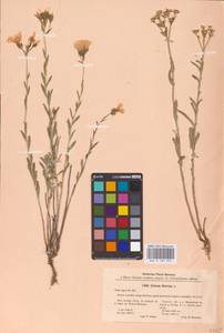 Linum flavum L., Eastern Europe, Central region (E4) (Russia)