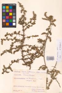 Salsola paulsenii Litv., Middle Asia, Caspian Ustyurt & Northern Aralia (M8) (Kazakhstan)