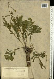 Rhaponticoides ruthenica (Lam.) M.V.Agab. & Greuter, Eastern Europe, Lower Volga region (E9) (Russia)