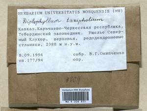 Diplophyllum taxifolium (Wahlenb.) Dumort., Bryophytes, Bryophytes - North Caucasus & Ciscaucasia (B12) (Russia)