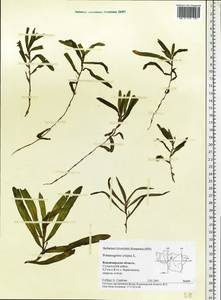 Potamogeton crispus L., Eastern Europe, Central region (E4) (Russia)