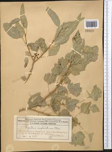 Populus euphratica Olivier, Middle Asia, Muyunkumy, Balkhash & Betpak-Dala (M9) (Kazakhstan)