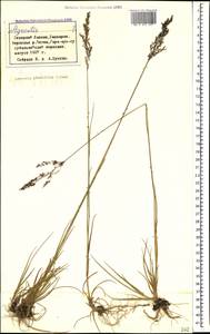 Agrostis vinealis Schreb., Caucasus, Stavropol Krai, Karachay-Cherkessia & Kabardino-Balkaria (K1b) (Russia)