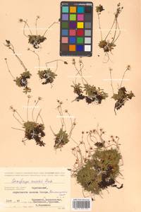 Micranthes merkii subsp. merkii, Siberia, Chukotka & Kamchatka (S7) (Russia)