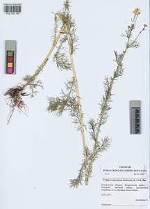 Tripleurospermum inodorum (L.) Sch.-Bip, Siberia, Altai & Sayany Mountains (S2) (Russia)