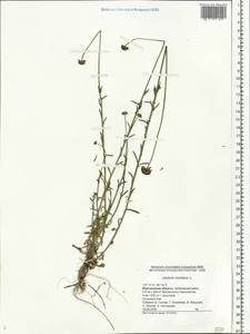 Jasione montana L., Eastern Europe, Central forest-and-steppe region (E6) (Russia)