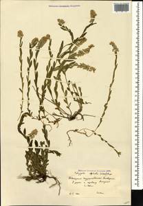 Polygala alpicola Rupr., Caucasus, Krasnodar Krai & Adygea (K1a) (Russia)